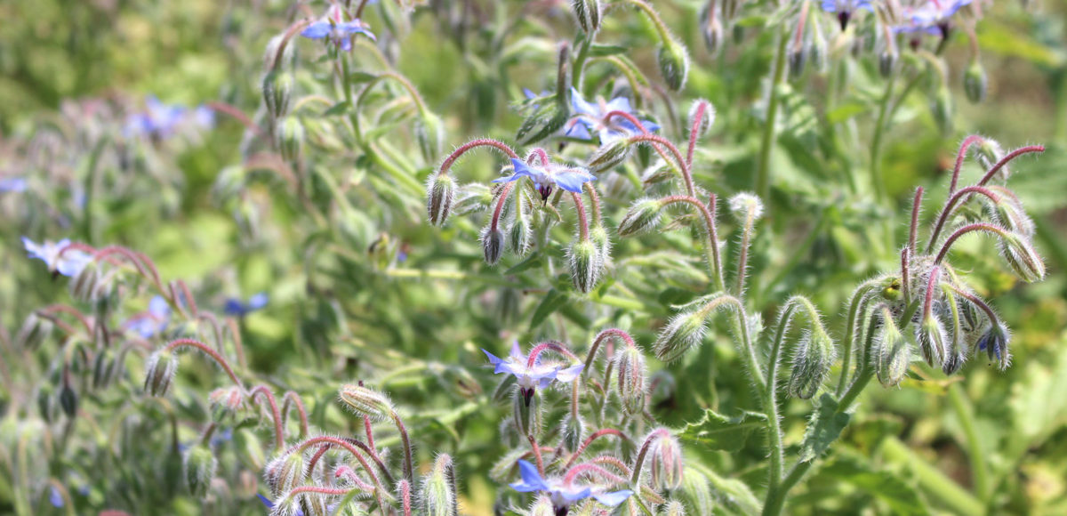 Borage ボリジ Issin Issou