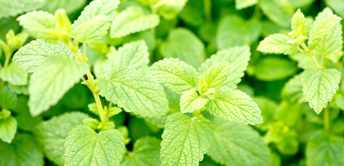 Lemon Balm レモンバーム Issin Issou