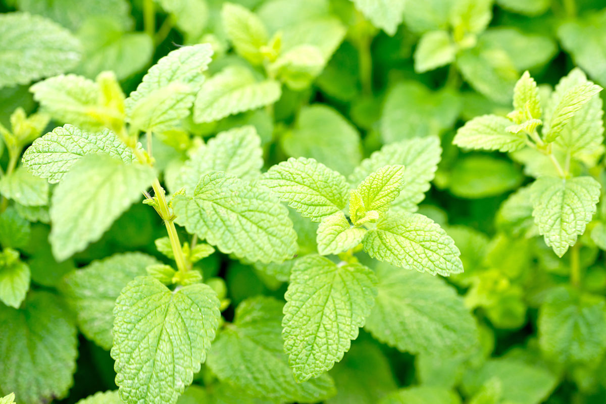 Lemon Balm レモンバーム Issin Issou